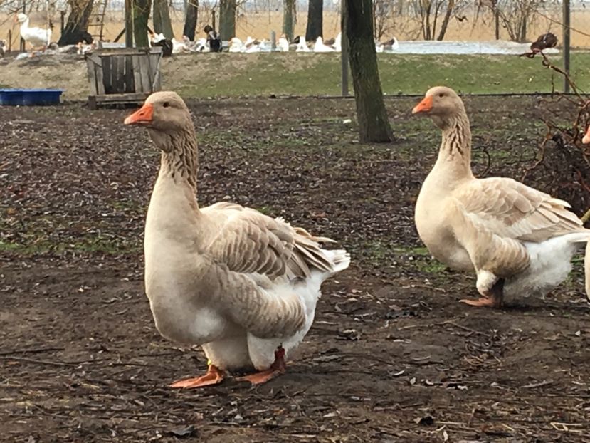 7F6B3F88-4A04-49CB-B362-3E4E3D8CD993 - Toulouse ganse 2015-16