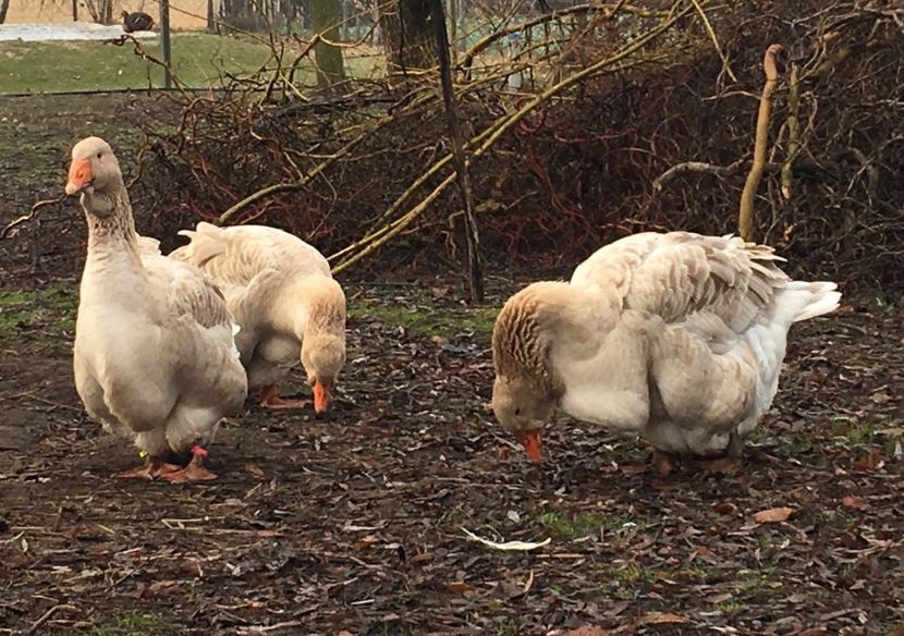 DFF68023-6FCA-4A9C-B048-B874808A17EA - Toulouse ganse 2015-16