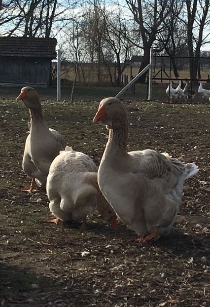 9E9F082E-CF2E-469E-80A0-F0CE8D50A24E - Toulouse ganse 2015-16