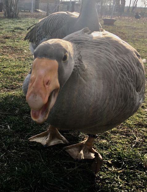 AC6051BE-37B1-4A4D-8CE1-F4A1C7D4B30B - Tula 2016-17