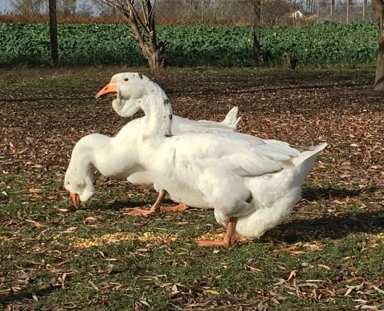 A217BF6B-7FD3-415D-B58E-3CB0F86D52BE - Cholmogory 2015-16-17-18