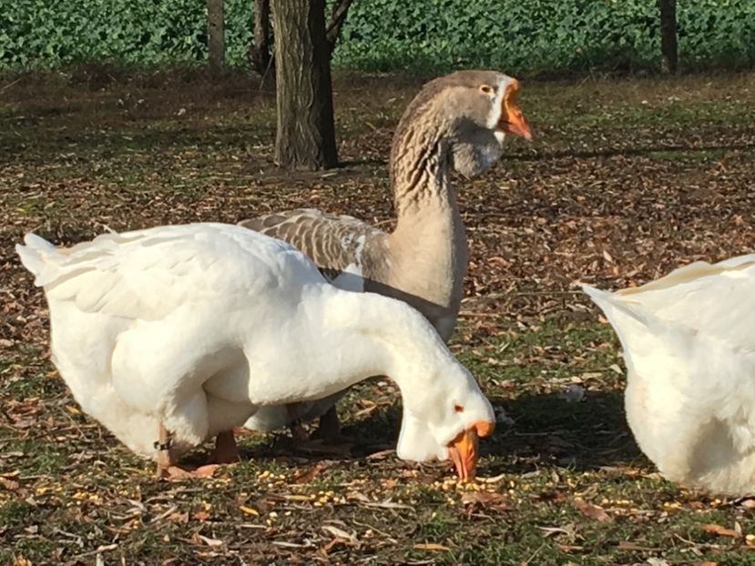 BA069C01-B66B-4C8F-ADB3-7E8F776D719F - Cholmogory 2015-16-17-18