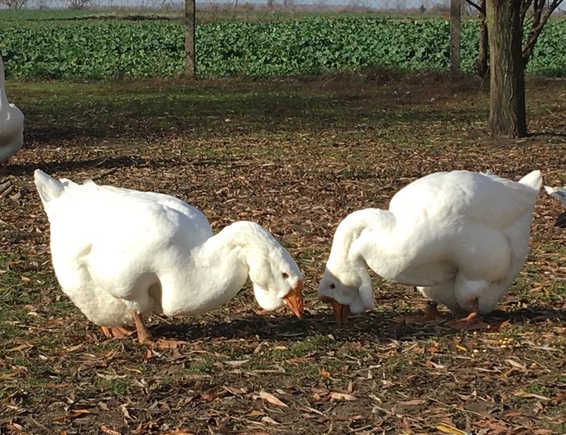 E3818C4A-D7CA-456E-9694-EC3F0F56CB45 - Cholmogory 2015-16-17-18