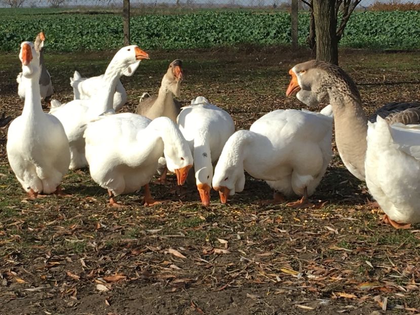 CDAEFA8D-F04F-4AF0-BBCA-E33B3D383292 - Cholmogory 2015-16-17-18