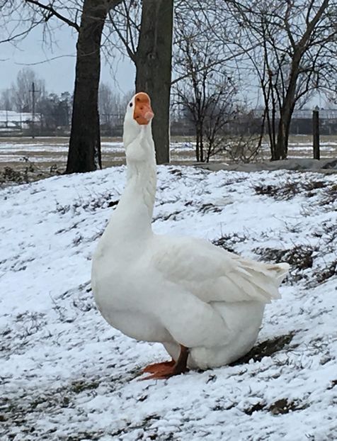 A39B75F6-8319-41B7-A4D9-6AD9404D7FC3 - Cholmogory 2015-16-17-18