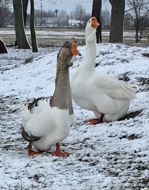 666927A0-93A3-4C03-8B7F-C4F018A630A6 - Cholmogory 2015-16-17-18