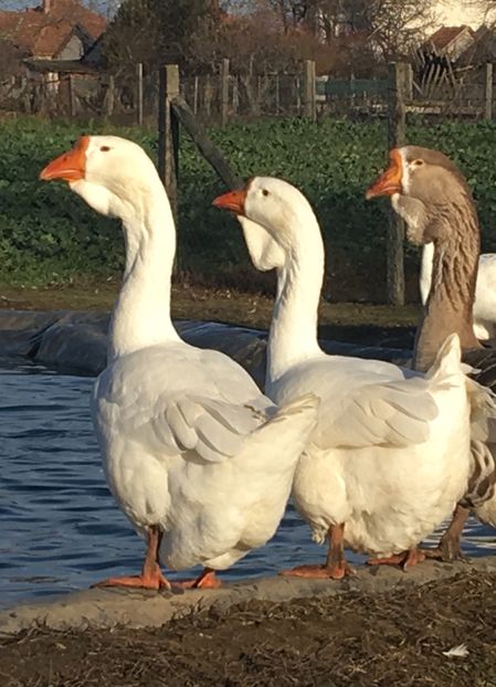 86408751-31D6-450E-836A-0158C3223218 - Cholmogory 2015-16-17-18