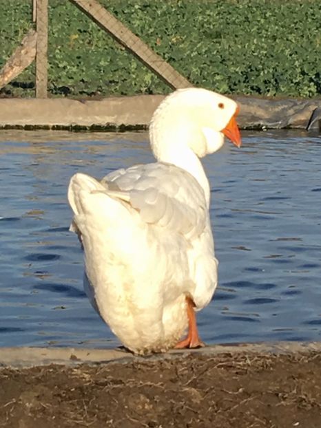 CD9EFD09-D734-43B7-B42A-DE1B5627948C - Cholmogory 2015-16-17-18