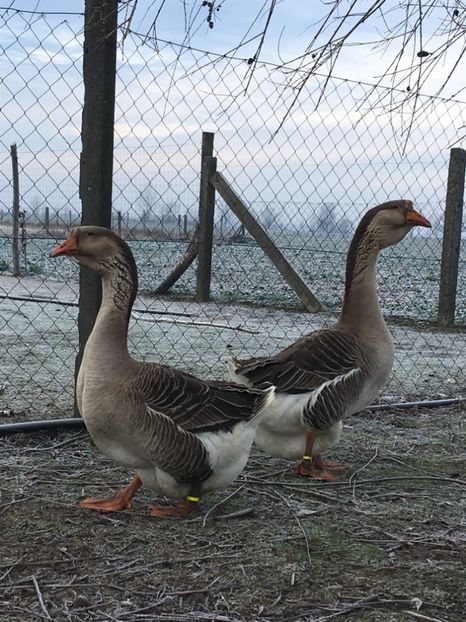 66B58DF6-14B8-446E-BDBE-A0AB94459ADB - Cholmogory 2015-16-17-18