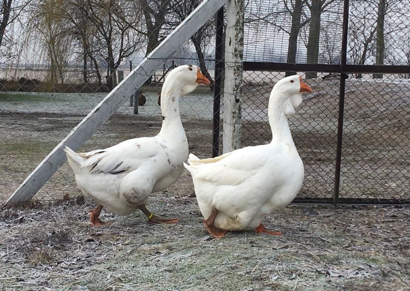 F40CF37A-5E64-47DA-BEFA-F1CB9A9A9779 - Cholmogory 2015-16-17-18