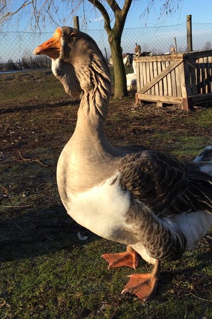 189BC1EB-1DCF-4FC9-87CF-0D4D122D68F7 - Cholmogory 2015-16-17-18