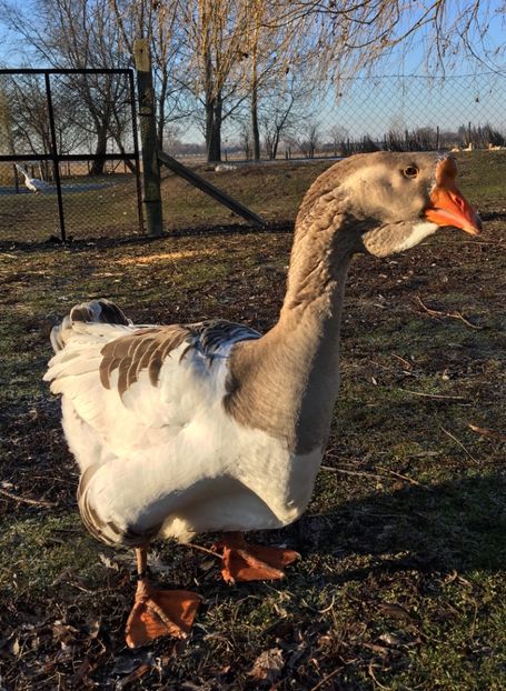 9768E30A-A996-497B-9098-8B531FB51B84 - Cholmogory 2015-16-17-18