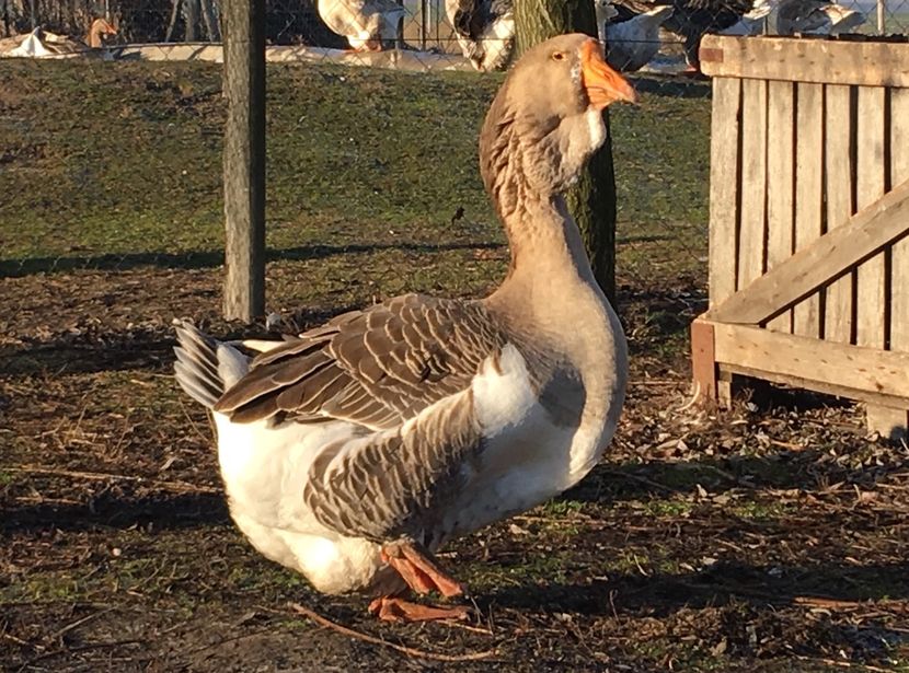 42464711-8A71-4EFB-BE34-DF1E5529A988 - Cholmogory 2015-16-17-18