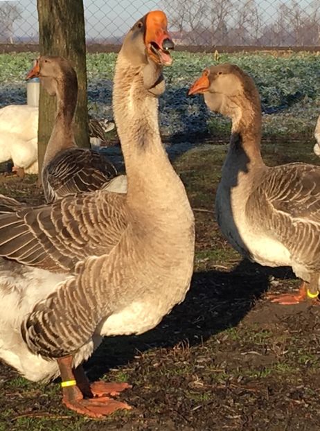 D66B68F3-684D-4357-ACBF-C01288D362E7 - Cholmogory 2015-16-17-18