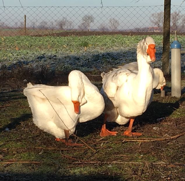 CDDD0F3C-70DC-4B8A-8BA3-8D95C94A47EB - Cholmogory 2015-16-17-18