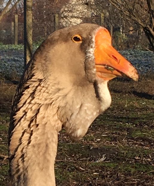 F5B88793-1E7D-4BD7-BD08-C07C95449E0C - Cholmogory 2015-16-17-18