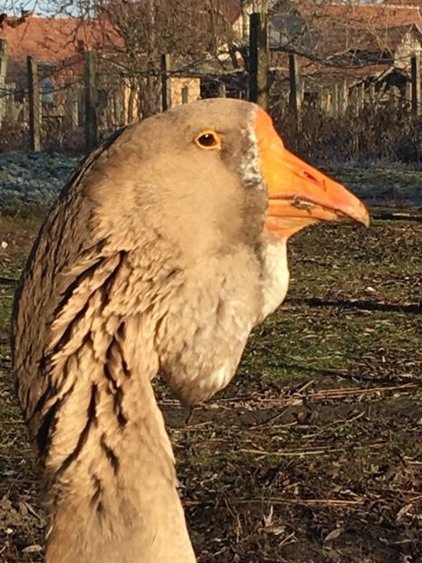 88472B32-3BE7-4037-897C-E7B77534B98A - Cholmogory 2015-16-17-18