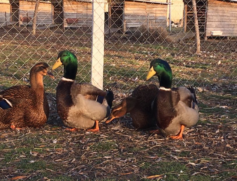 C8727A8E-E9D3-4969-B8D6-1A008FBCDE3B - Rate rouen 2015