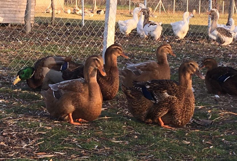 CBEBD131-8932-4435-BF27-C7AD20B32D55 - Rate rouen 2015