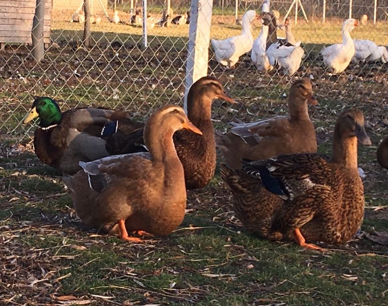 0697EAAC-8384-4571-B6ED-2E7D0B690F53 - Rate rouen 2015