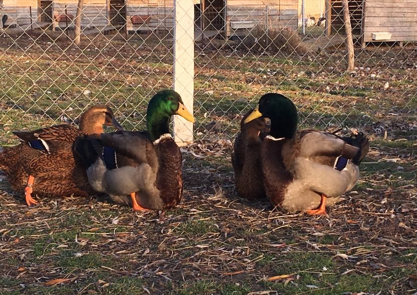 D7828102-C44E-4E3A-9576-3623DD1A8A69 - Rate rouen 2015