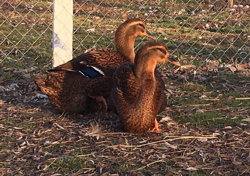 CCB84C58-8C0A-47F3-9B49-8B85971A718A - Rate rouen 2015