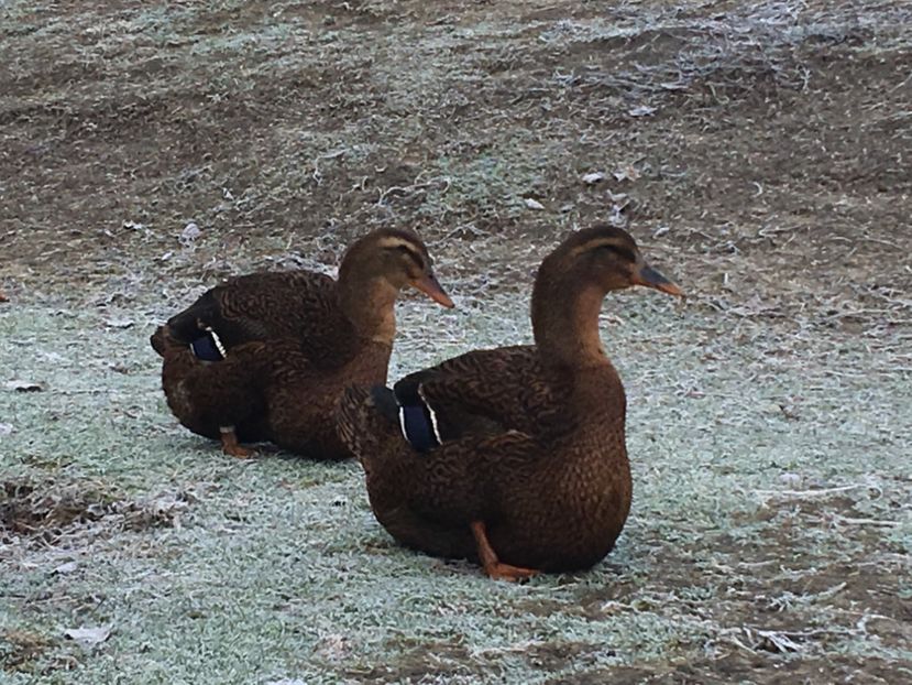 05950EE7-FD53-442D-8381-9EAB25523512 - Rate rouen 2015