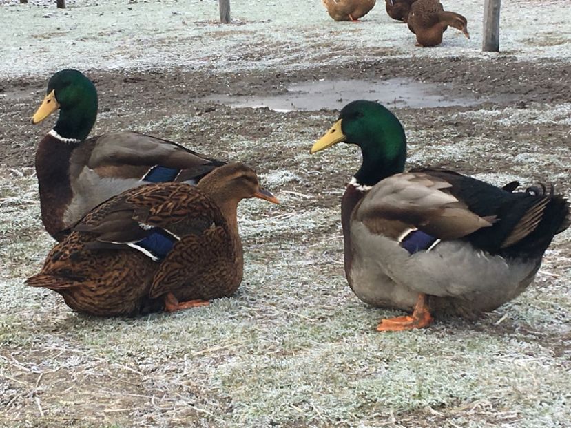 406F491C-D334-4D95-BDDE-E6BA0E20E58A - Rate rouen 2015