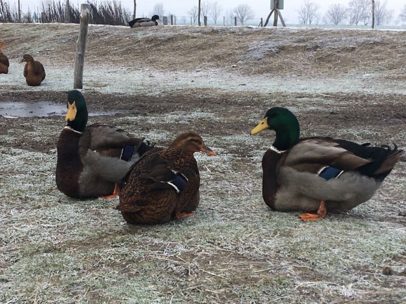 15759AEE-093A-447B-ABCB-F71D9769D866 - Rate rouen 2015