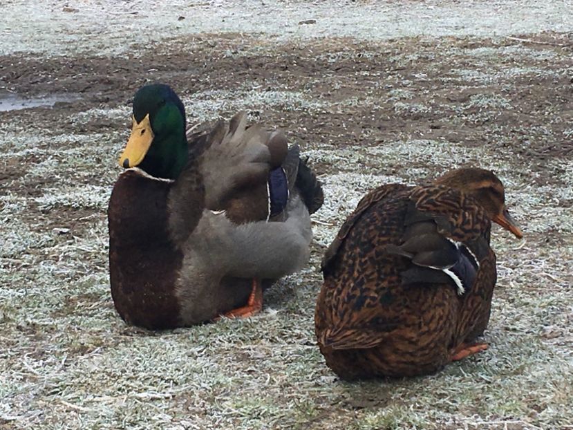 890805FD-D470-472B-A19A-F424EB78C801 - Rate rouen 2015