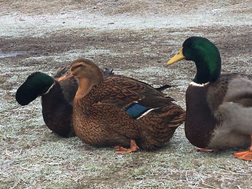 47771A19-546B-498C-9D91-9ED71F81EBAF - Rate rouen 2015