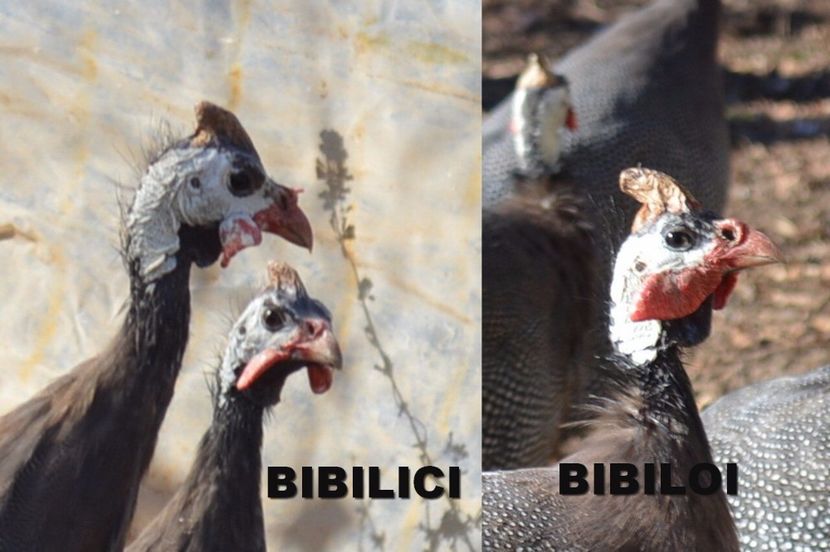 COLAJ BIBILICA&BIBILOI - BIBILICI