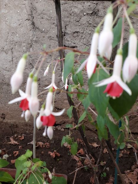  - 01-Flori din curtea mea 2017