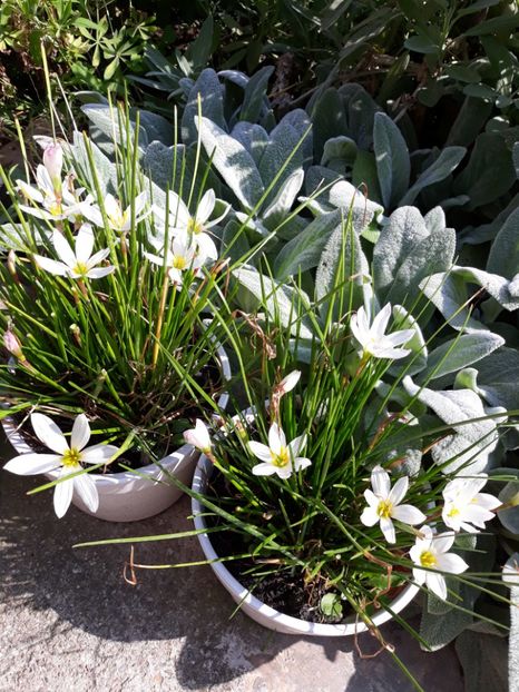  - 01-Flori din curtea mea 2017