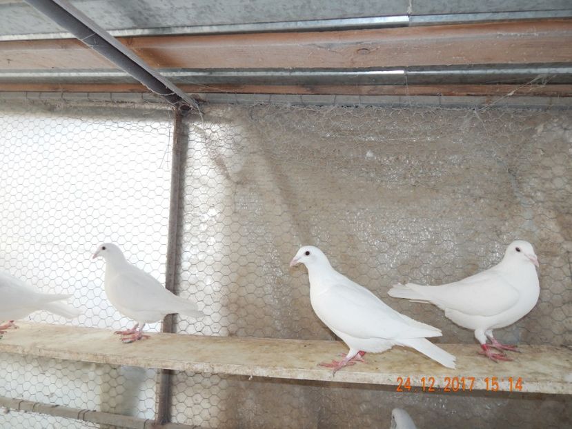  - VOIAJORI ALBI AMINTIRI NU MAI DETIN ACEASTA RASA