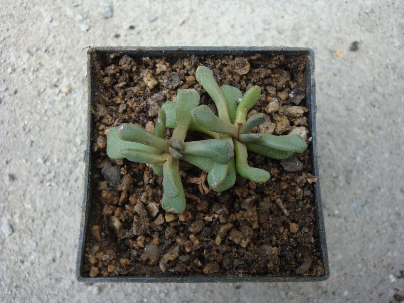 Aloinopsis loganii L. Bolus 1933. - Genul Aloinopsis