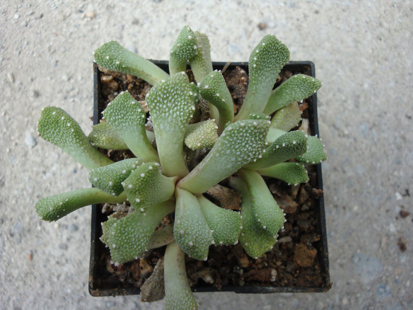 Aloinopsis luckhoffii L. Bolus 1937. - Genul Aloinopsis