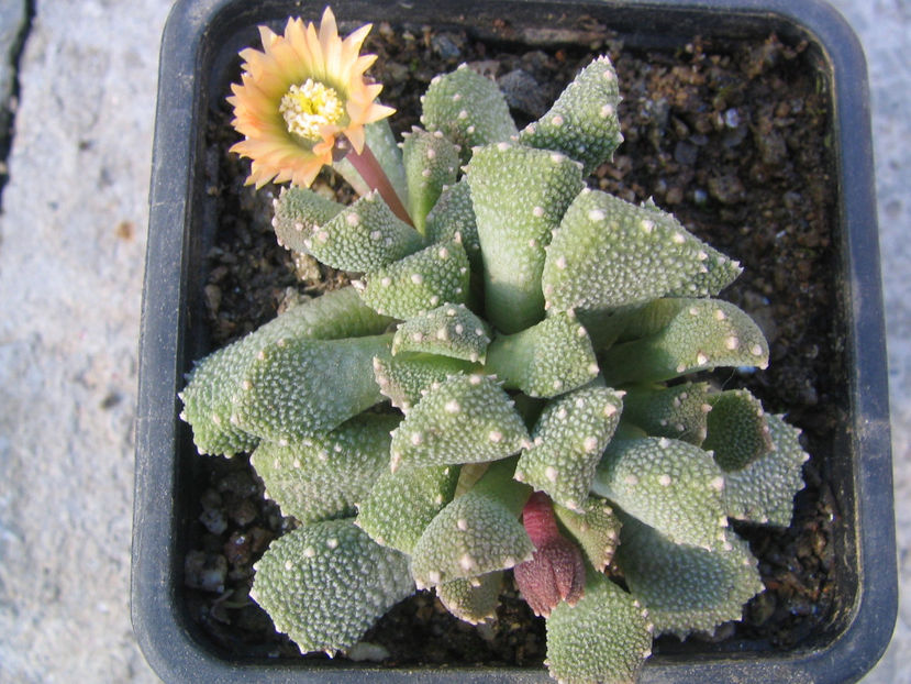 Aloinopsis luckhoffii L. Bolus 1937. - Genul Aloinopsis