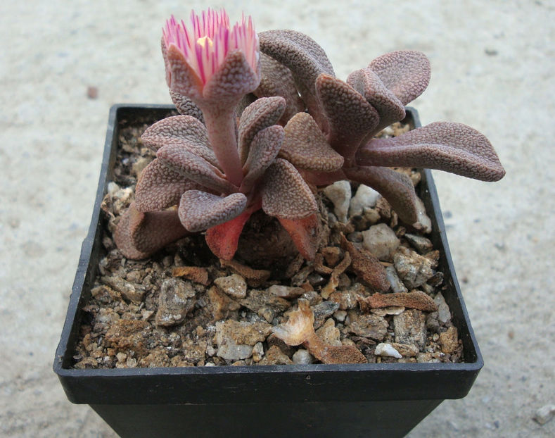 Aloinopsis rosulata (Kensit) Schwantes 1926. - Genul Aloinopsis