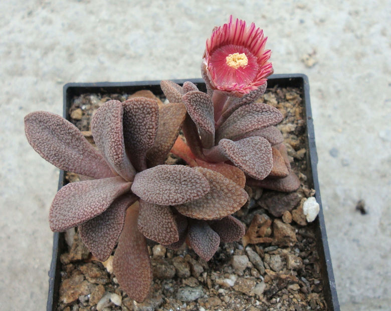 Aloinopsis rosulata (Kensit) Schwantes 1926. - Genul Aloinopsis