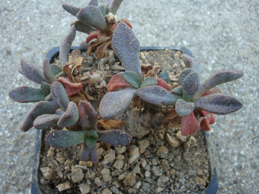 Aloinopsis rosulata (Kensit) Schwantes 1926. - Genul Aloinopsis