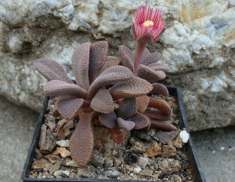 Aloinopsis rosulata (Kensit) Schwantes 1926. - Genul Aloinopsis