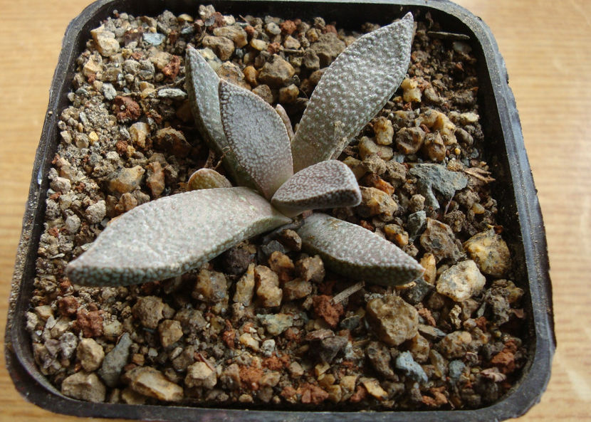 Aloinopsis rubrolineata (N. E. Brown) Schwantes 1926. - Genul Aloinopsis