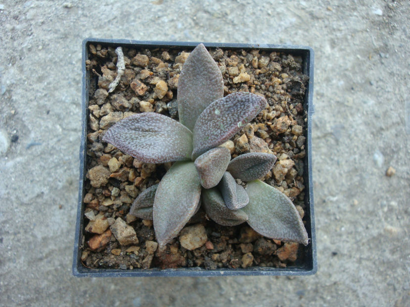 Aloinopsis rubrolineata (N. E. Brown) Schwantes 1926. - Genul Aloinopsis