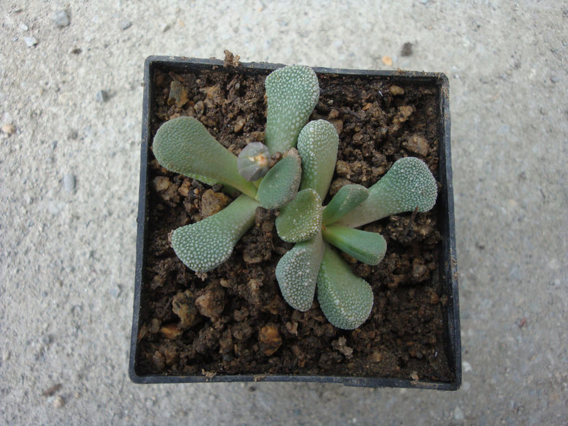 Aloinopsis villetii L. Bolus) 1958. - Genul Aloinopsis