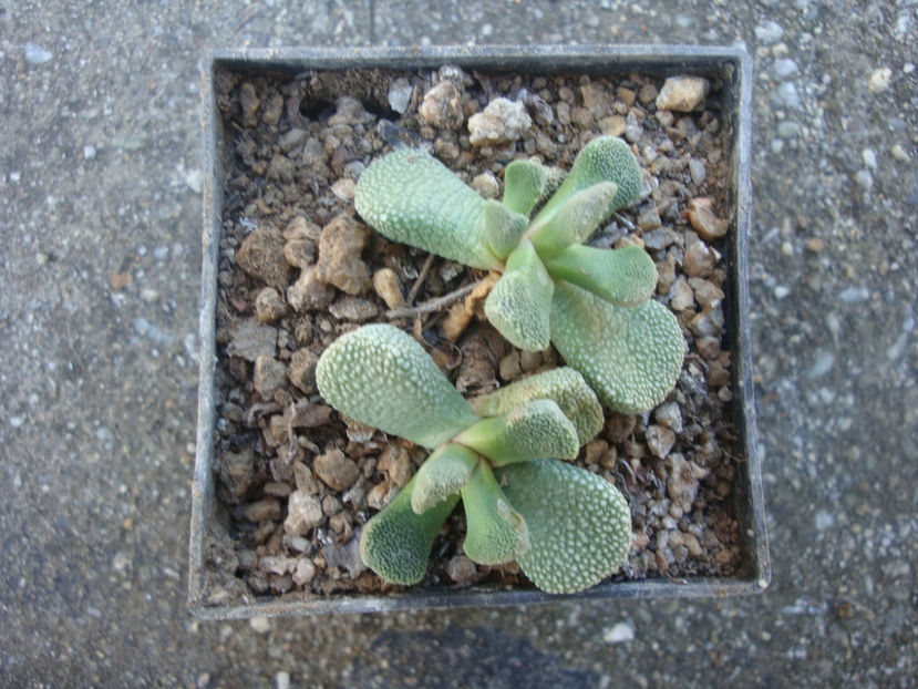 Aloinopsis villetii L. Bolus) 1958. - Genul Aloinopsis