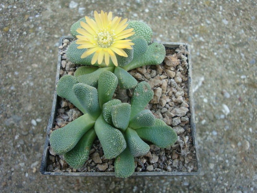Aloinopsis villetii L. Bolus) 1958. - Genul Aloinopsis