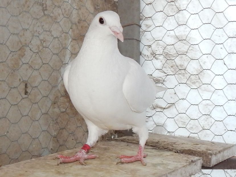 RSCN5657 - VOIAJORI ALBI AMINTIRI NU MAI DETIN ACEASTA RASA