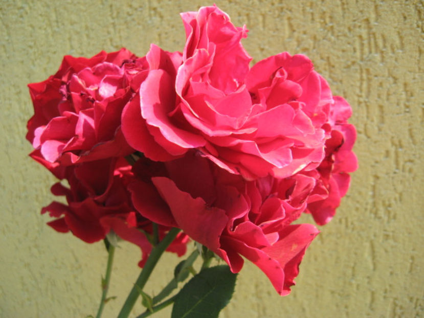 Picture 8343 - Trandafiri