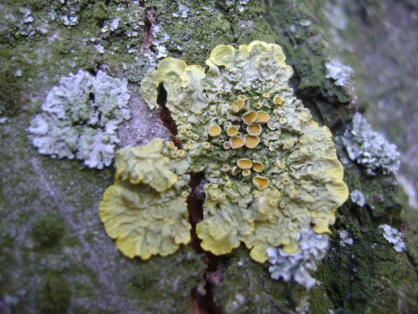 Licheni - v Iarna 2016-2017-2018